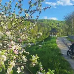ромашка Sheshory