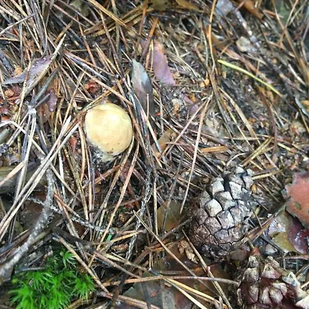 ромашка בית נופש *