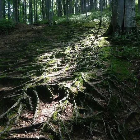 ромашка * Scheschory