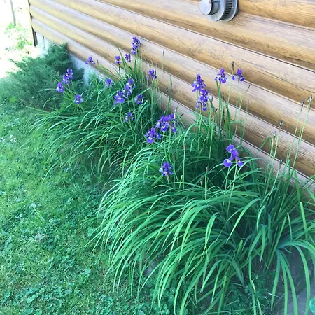 ромашка Prázdninový dům Šešory