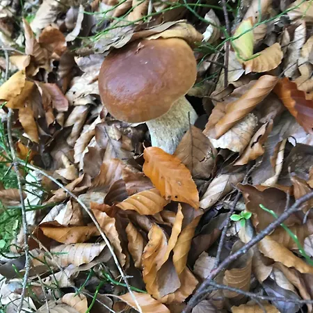 ромашка בית נופש *