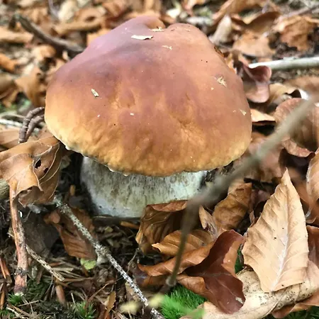 בית נופש ромашка