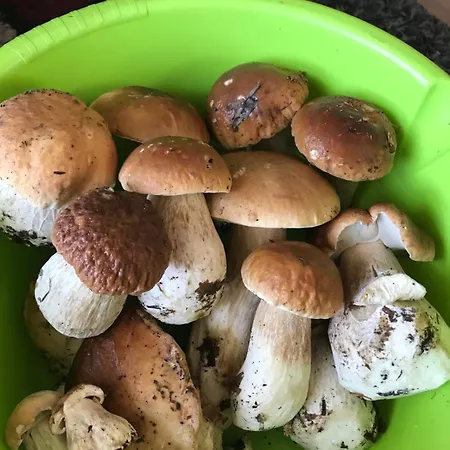 ромашка בית נופש *