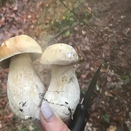 ромашка Ferienhaus Scheschory