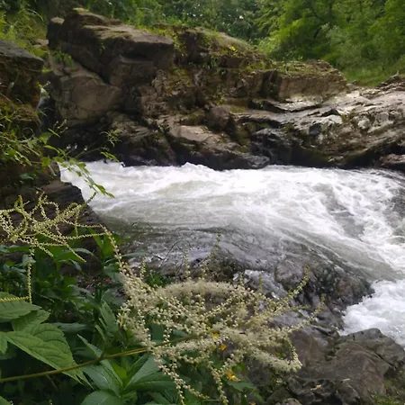 ромашка * Šešory