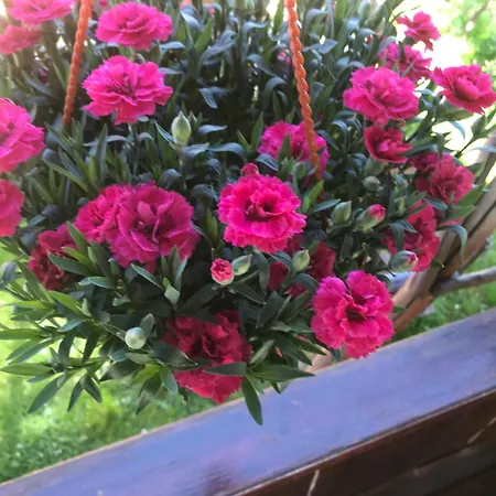 ромашка * ששורי