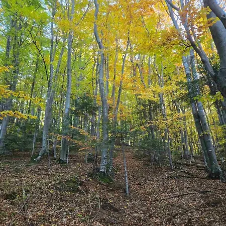 ромашка Scheschory