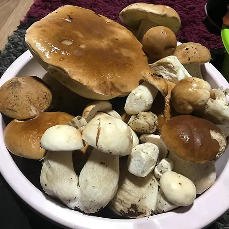 بيت للعطل ромашка *