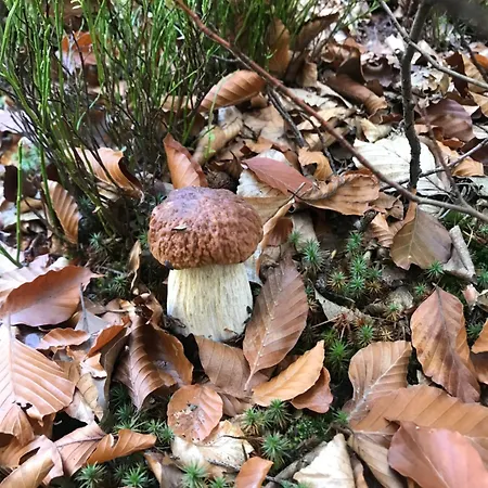 ромашка Sheshory