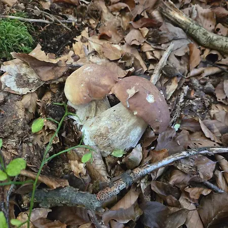 ромашка * Sheshory