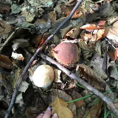 ромашка Сasa de vacaciones