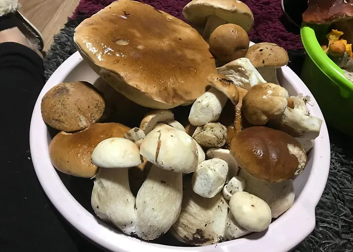 بيت للعطل ромашка *