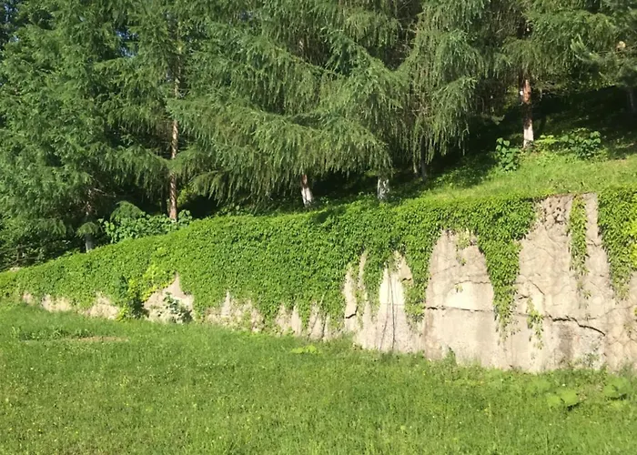 ромашка بيت للعطل